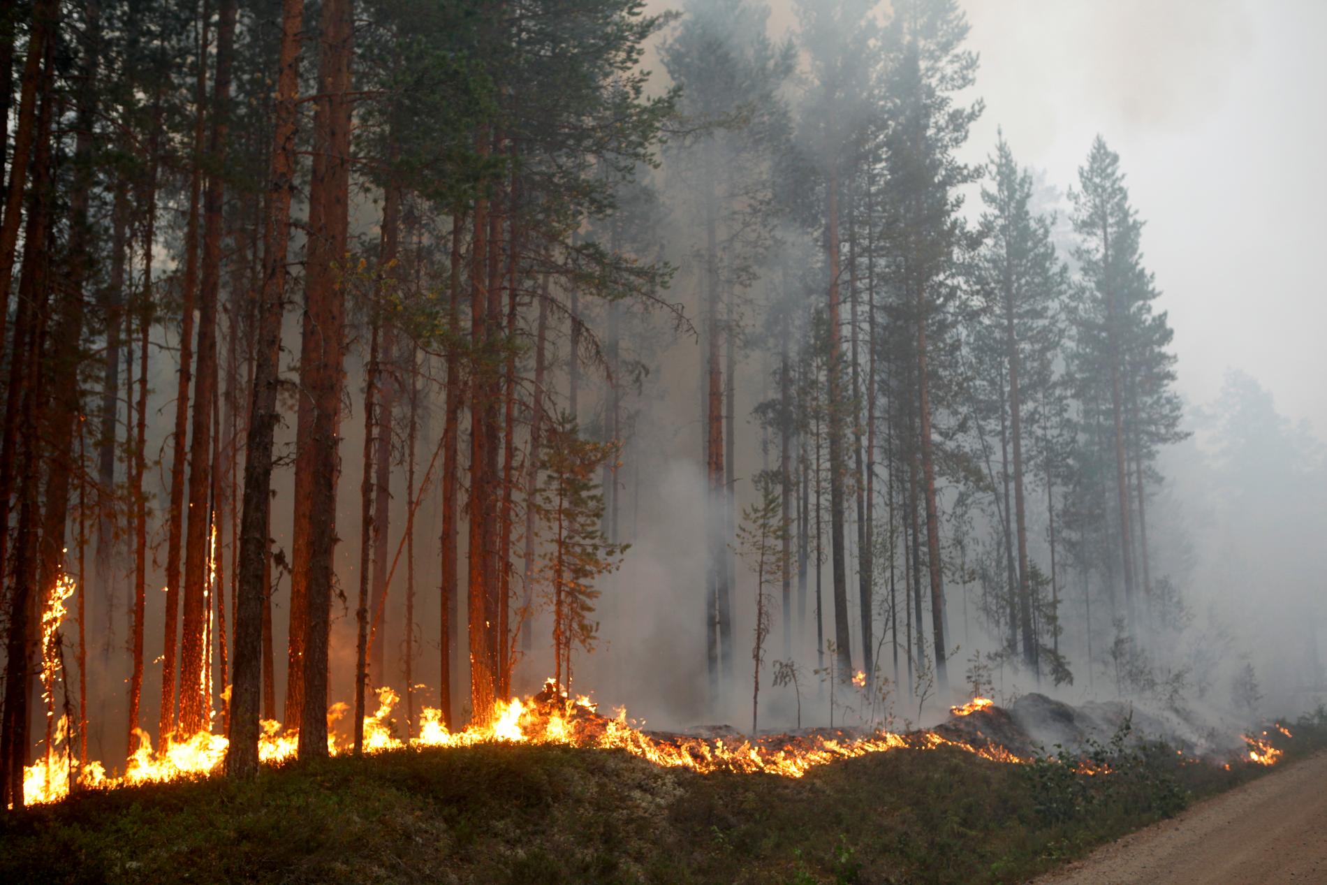 Skogsbränderna i somras drabbade bland annat ett stort skogsområde vid Kårböle strax utanför Ljusdal. Arkivbild.