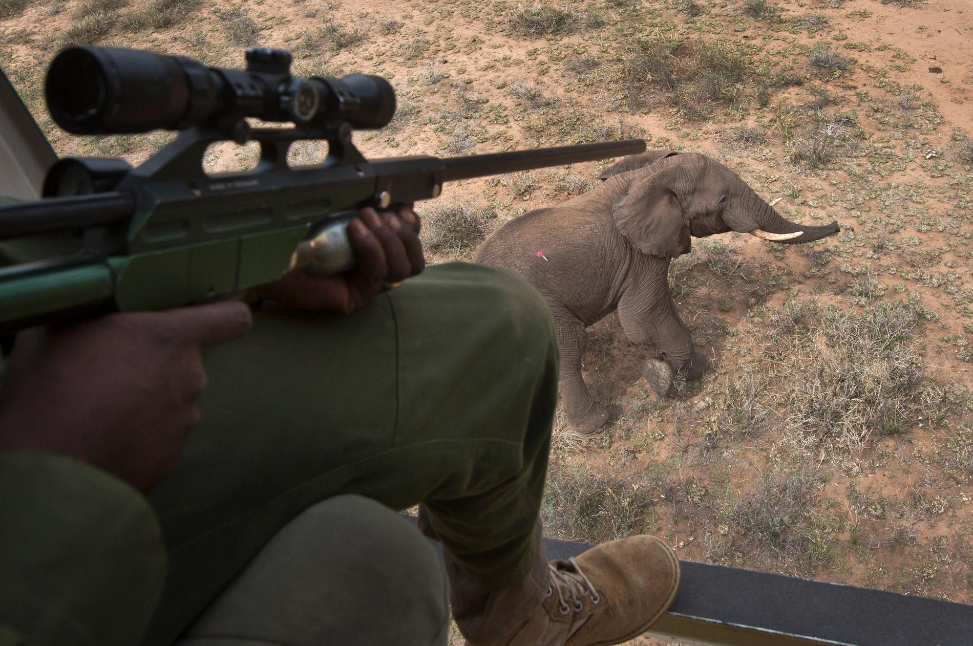 Två professionella jägare får inte jaga i Botswana längre, efter att de skjutit en forskningselefant. Elefanten på bilden är en annan. Arkivbild.