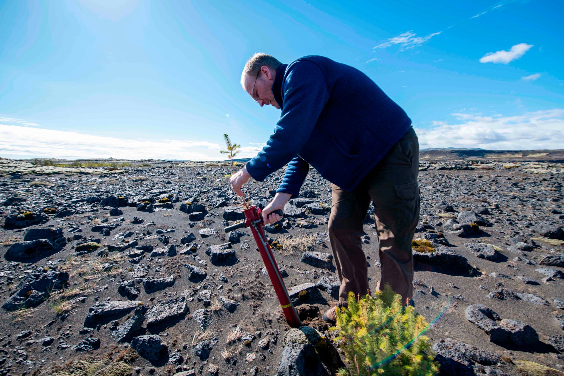 Hreinn Oskarsson, som arbetar vid den isländska skogsstyrelsen, planterar träd i närheten av Thorlákshöfn på Island i maj 2019. Arkivbild.