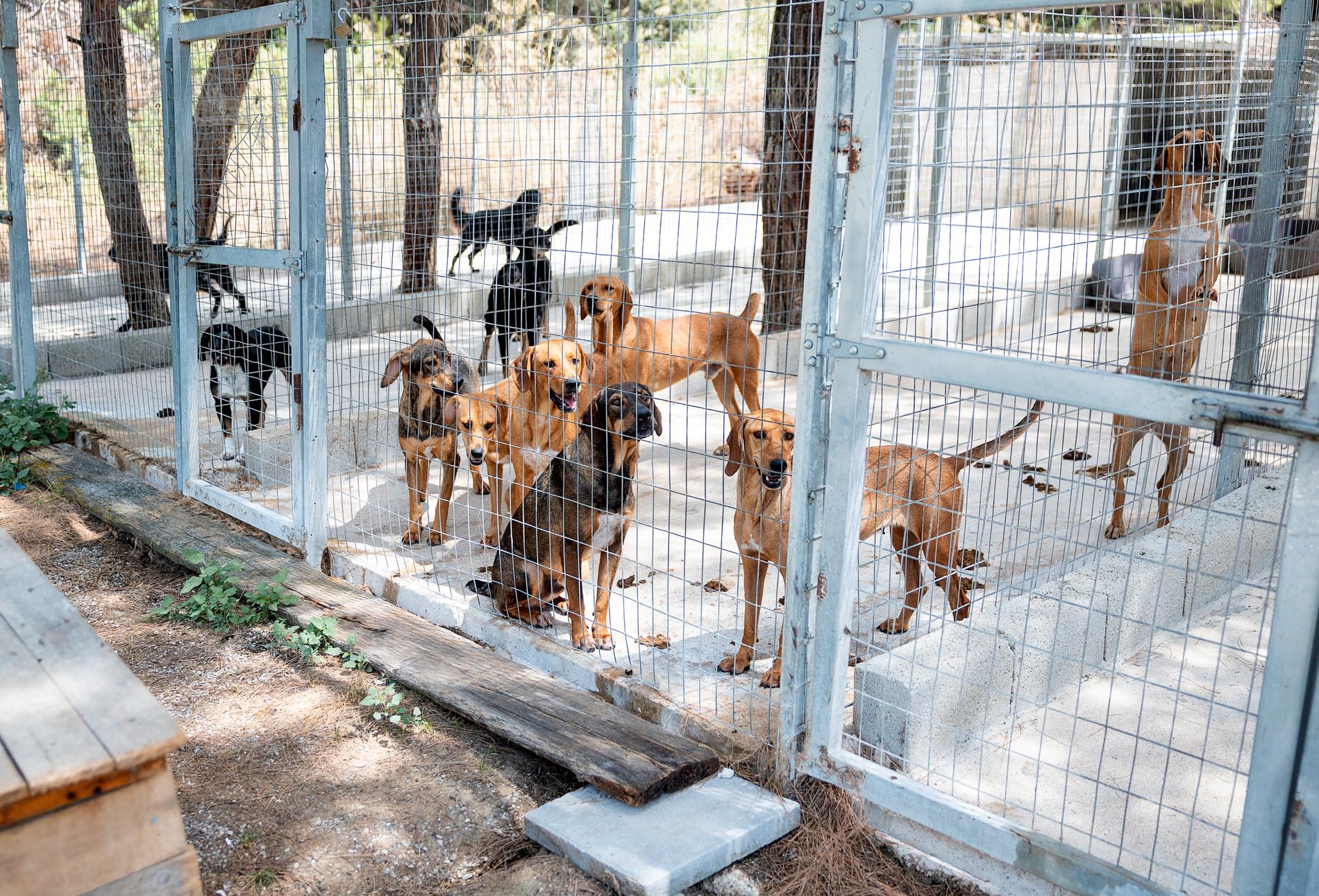 Totalt befinner sig över 400 hundar på räddningscentret.