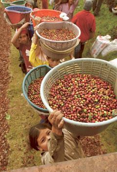 I Costa Rica arbetar kaffearbetare från Nicaragua på plantager. Ökade priser på livsmedel kan medföra att producenterna får bättre levnadsstandard, vilket inte ska glömmas bort i debatten, skriver Elisabeth Gauffin och Ngolia Kimanzu.