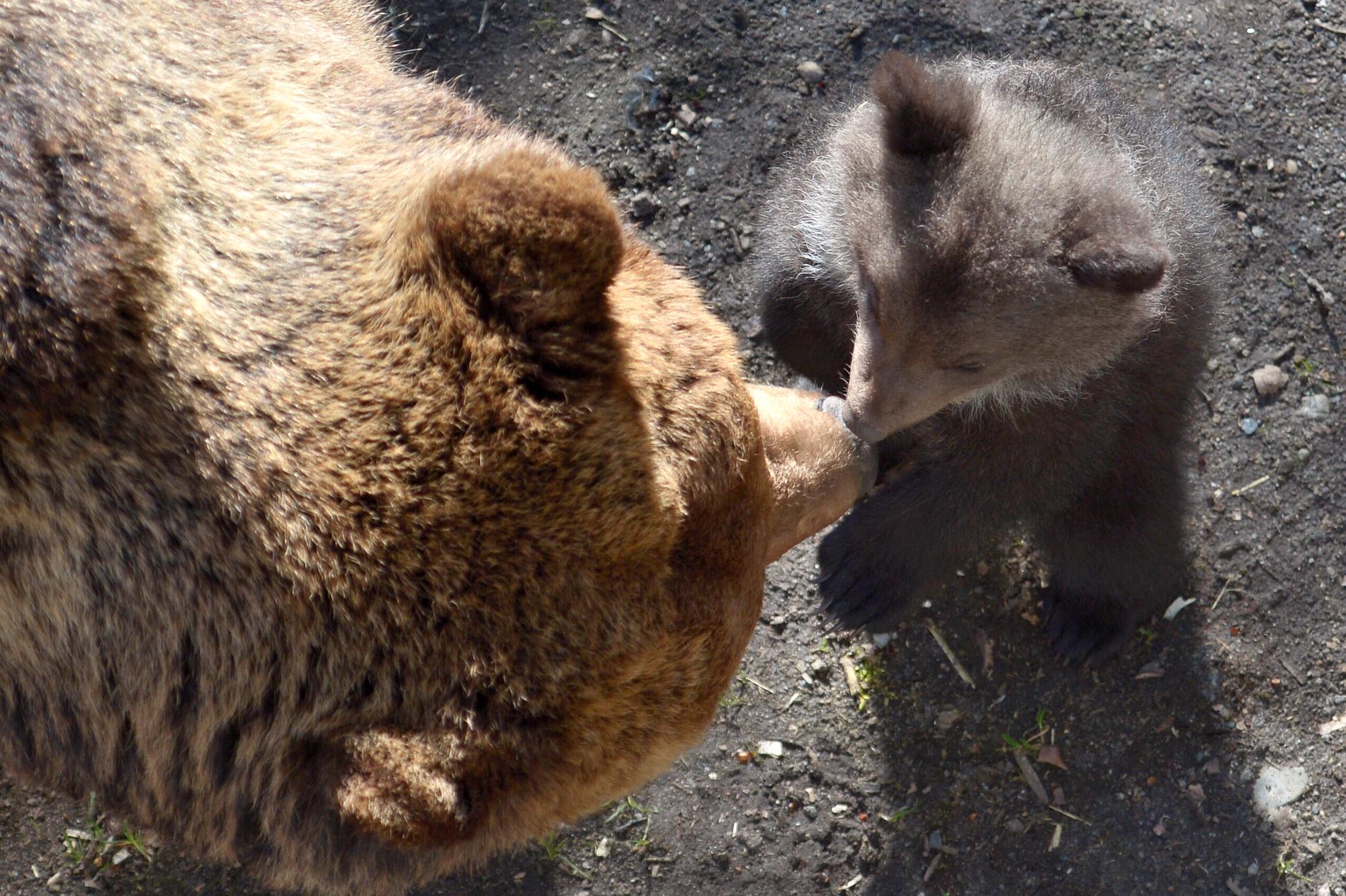 En björnhona på Orsa rovdjurspark i Dalarna har fött ungar. Arkivbild.