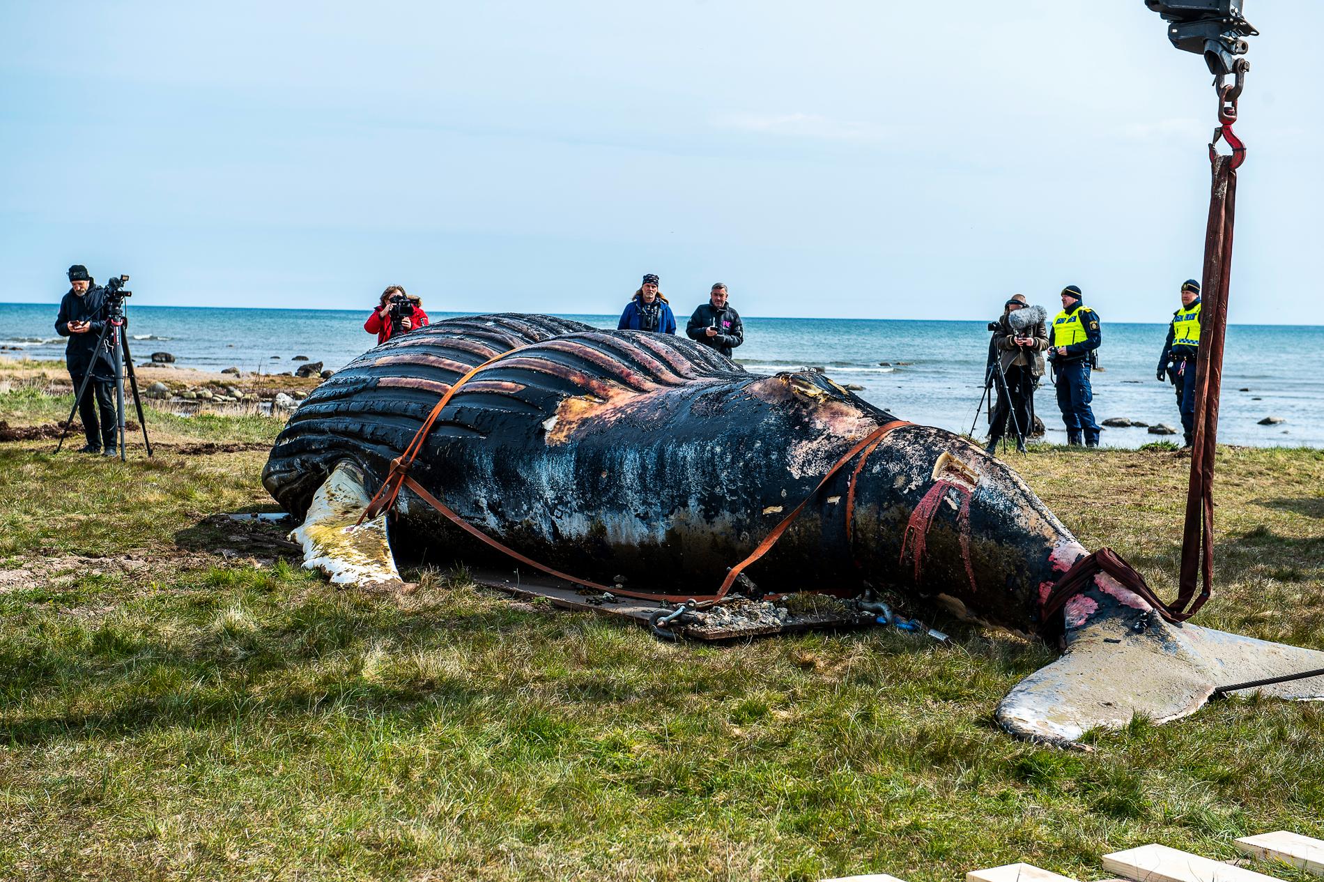 Knölvalen som strandat utanför Segerstads fyr på sydöstra Öland flyttas. Arkivbild.