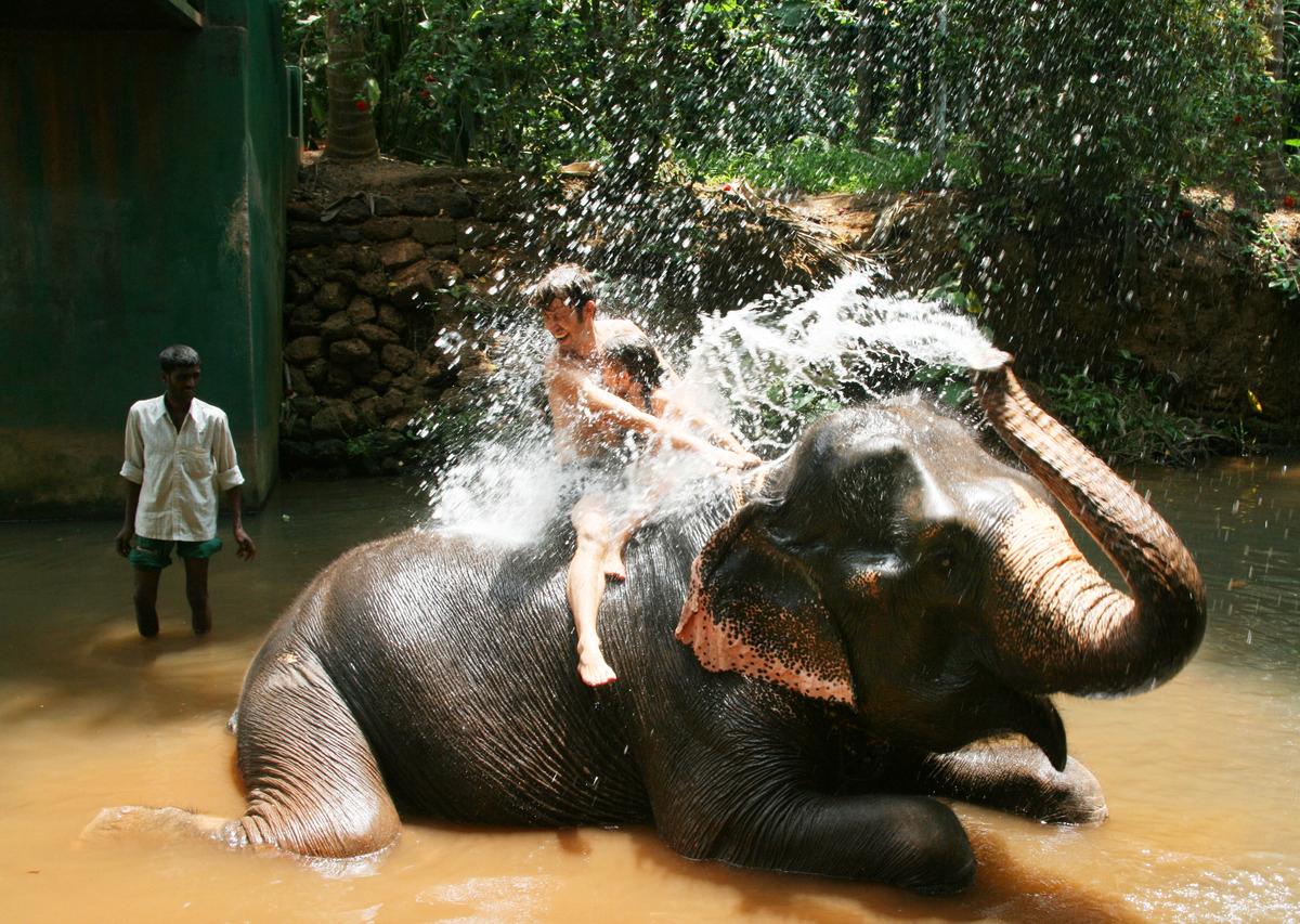 En elefanttur avslutas inte sällan med ett gemensamt bad. Blött värre, men superkul, tycker Febe och pappa Pål.
