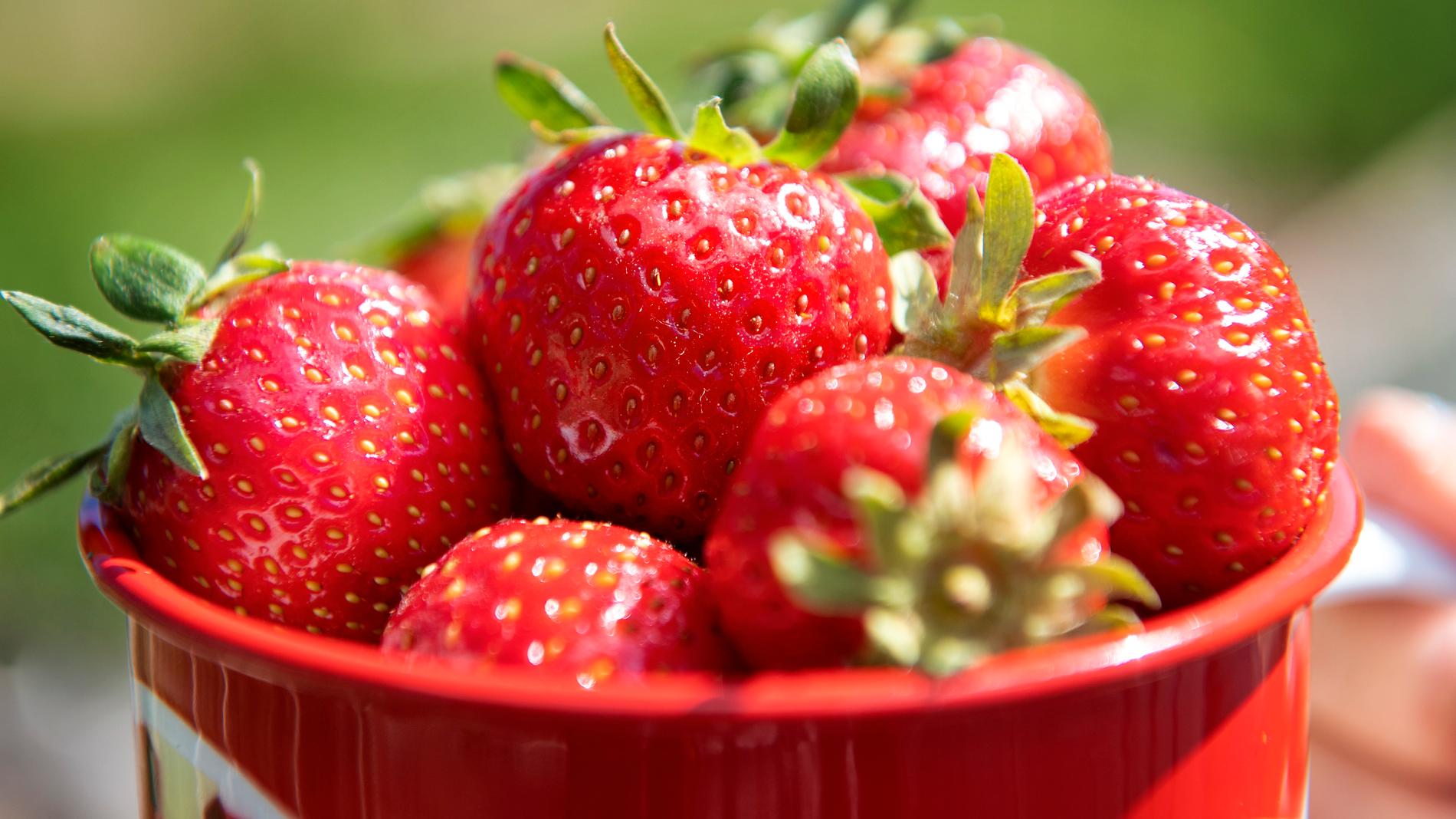 En livsmedelskedja i Nya Zeeland drar in australiska jordgubbar sedan en synål hittats instucken i ett parti. Arkivbild.
