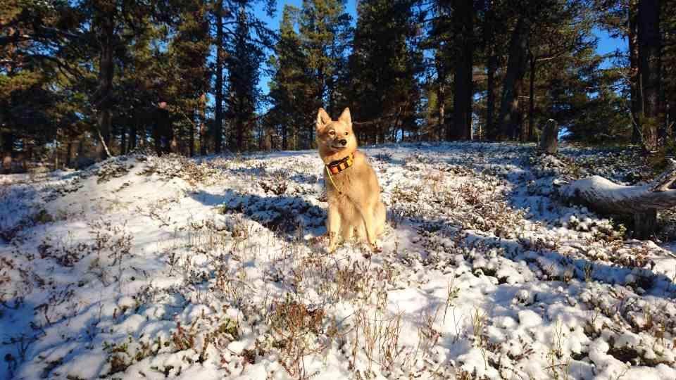 I vanliga fall är Tikka en glad hund som gillar att följa med Husse på jakt. 