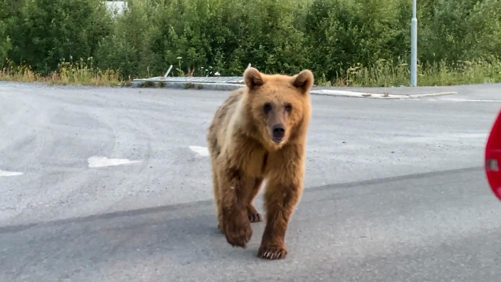 En björn promenerade i centrala Östersund under söndagen.