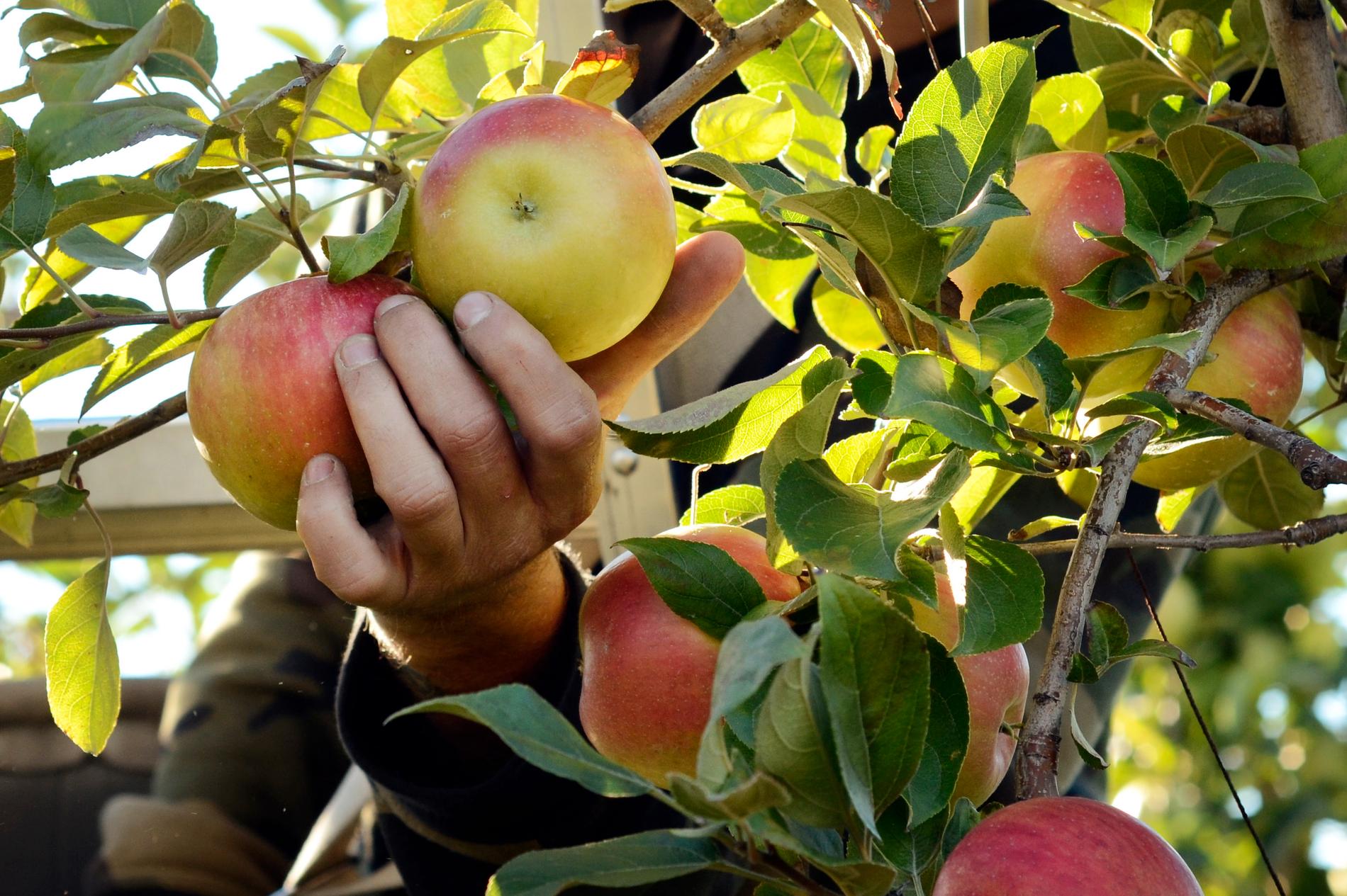 OBS: Äpplena på bilden plockades av sin rättmätiga ägare.