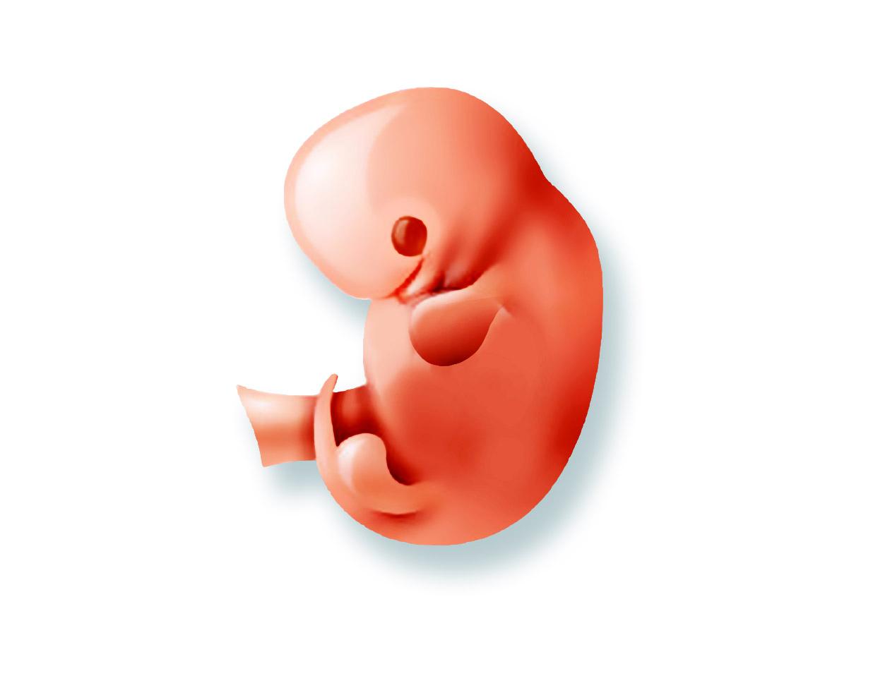 Gravid i vecka 12:  Fostret kan röra både armar och ben och ser ut som en liten människa. 