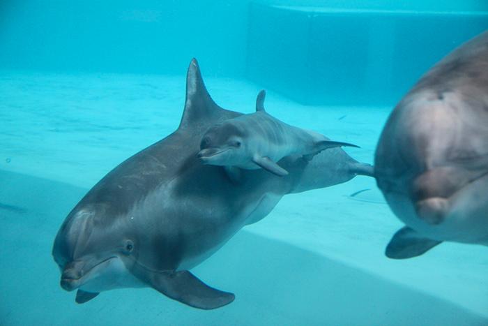 Delfinkalven Alana kommer att vara liten och söt i tre år ungefär. 