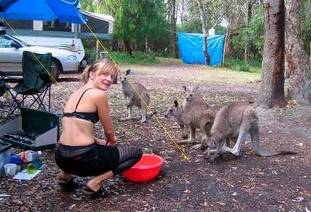 Att campa i Australien kan bjuda på udda frukostsällskap - som ett gäng vallabyer (små kängurur).