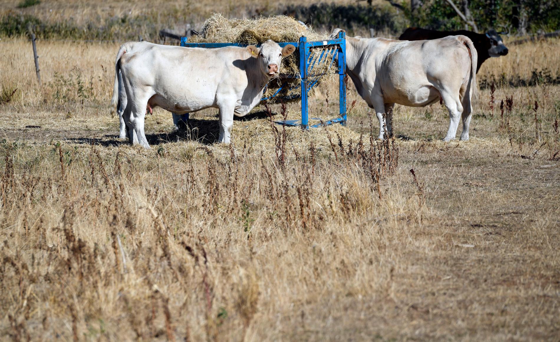 Kor äter hö som satts ut i torkan på en betesmark utanför Malmö. Arkivbild.