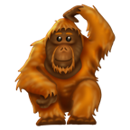 Orangutang. 