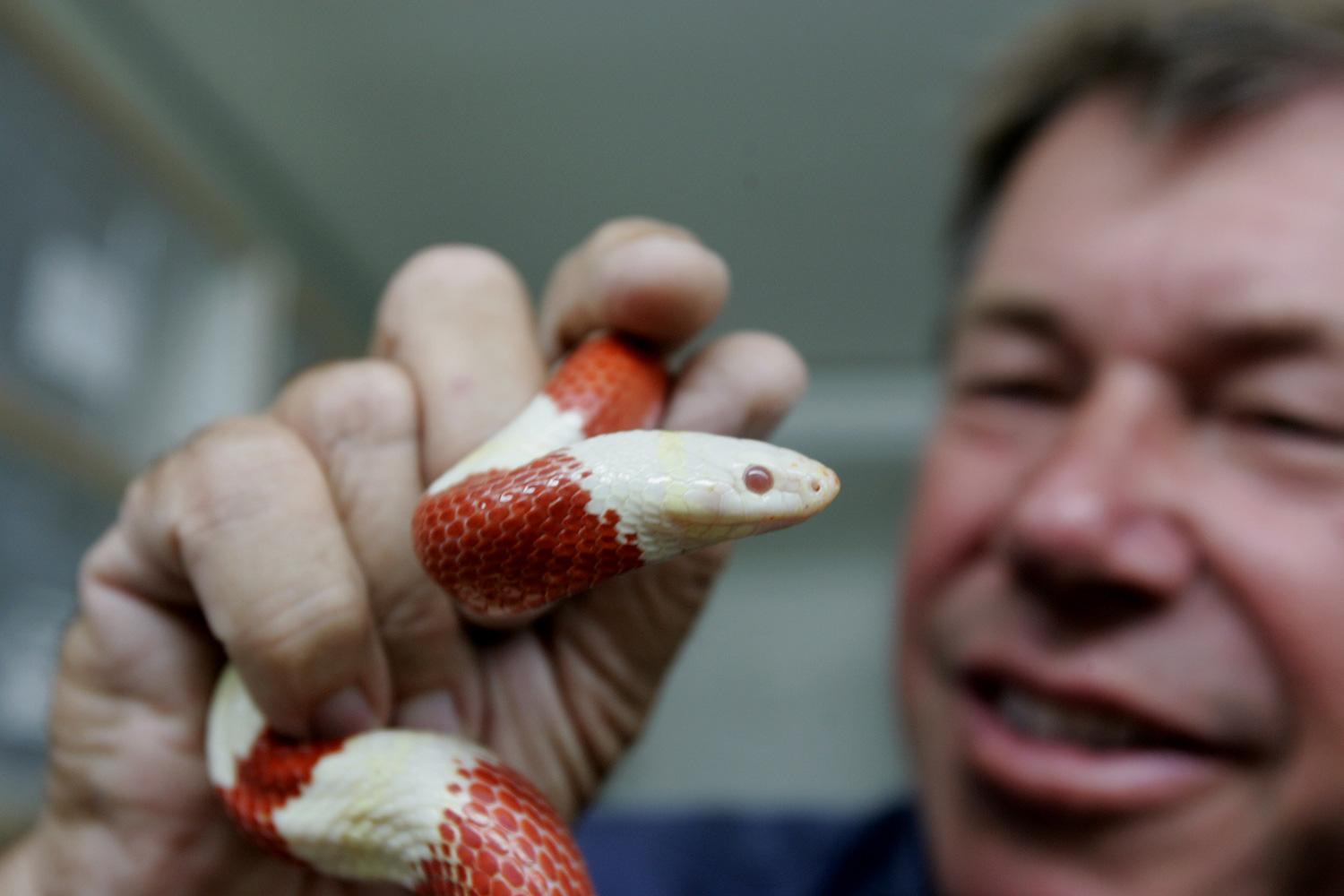 Djurexperten Jules Sylvester, som Aftonbladet pratat med, är hyfsat säker på vilken orm det rör sig om. ”Det ser ut som en ung majsorm”, säger han. Bilden är tagen vid ett annat tillfälle.