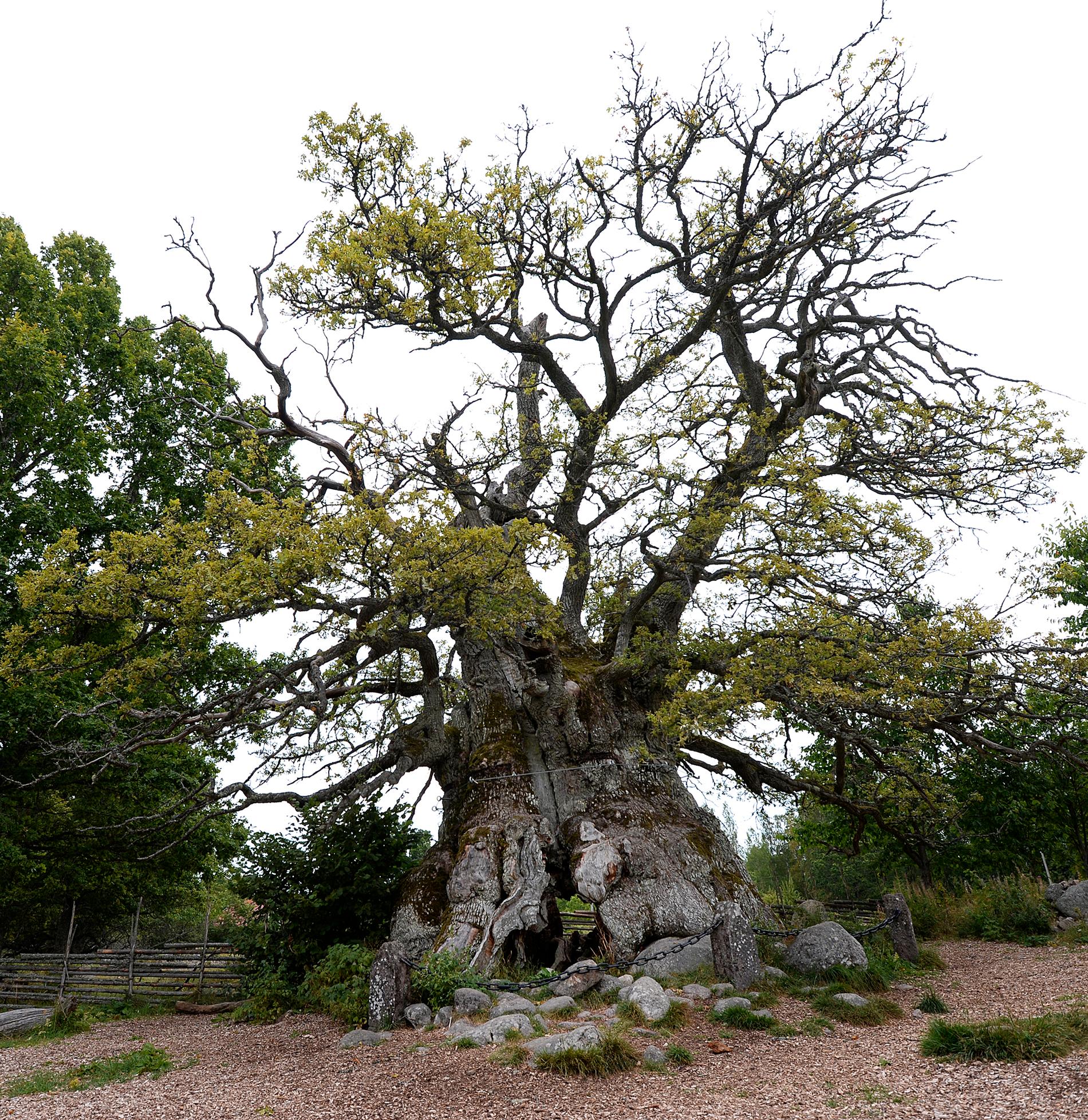 Kvilleken i Kvillreservatet utanför Vimmerby sägs vara nära tusen år gammal och mäter 14 meter i omkrets. Nu har 