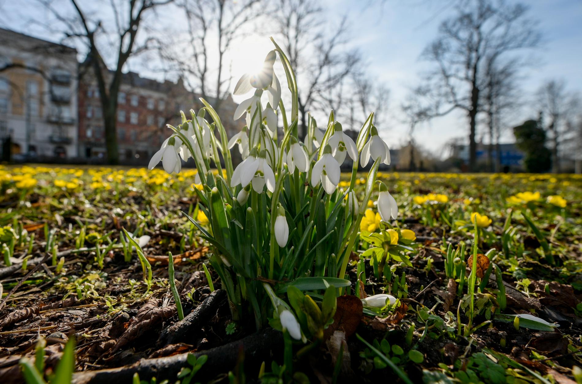 Snödroppar och vintergäck i full blom på gamla kyrkogården i centrala Malmö på onsdagen. Onsdagen bjöd på behaglig vårvärme när termometern visade tvåsiffrigt i den södra delen av landet. 
