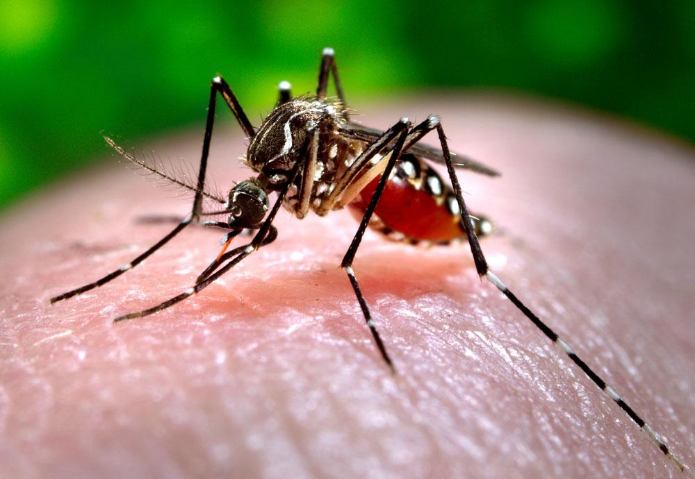 Viruset kan spridas via myggor