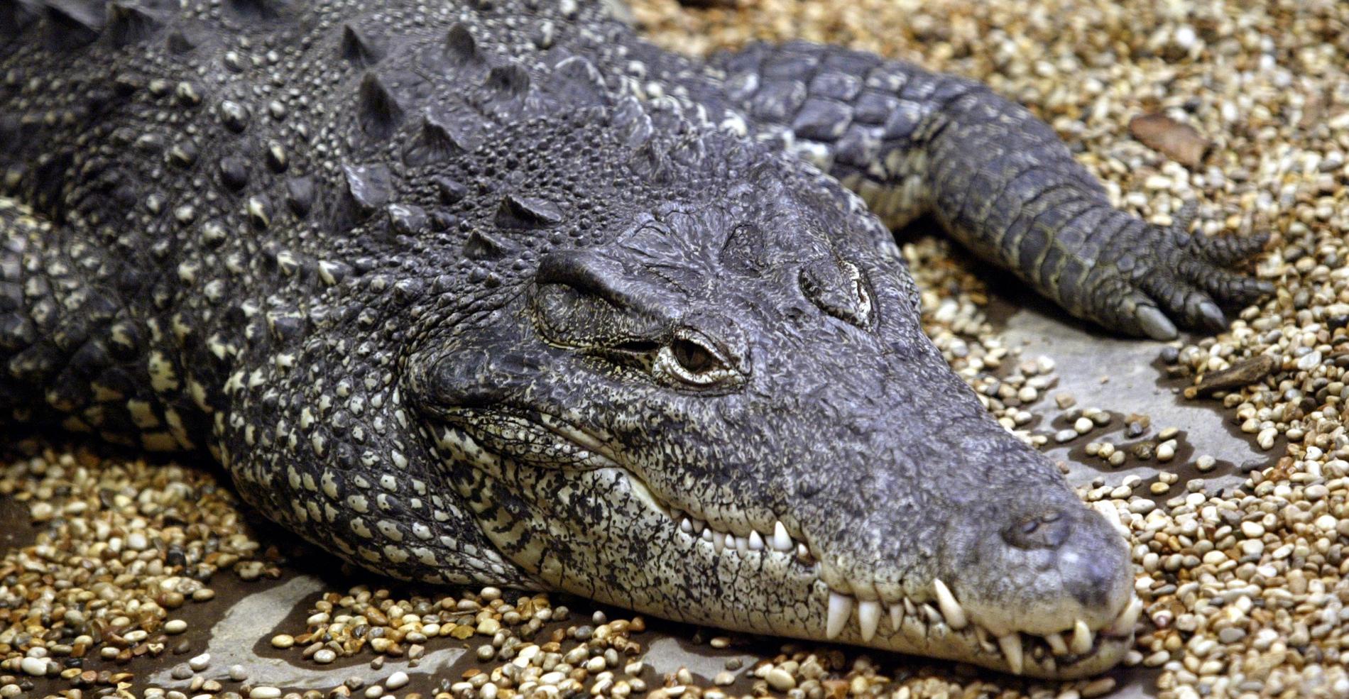 En av Skansens luriga krokodiler. Bor helst inte i badkar.