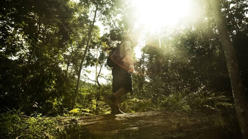 Guiden Zahari Harris visar vägen i den snåriga djungeln.