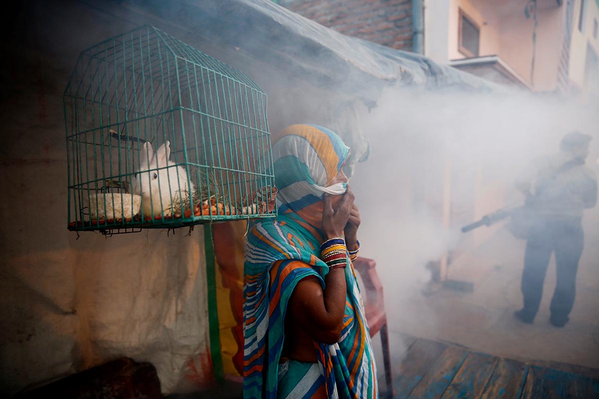 Lucknow, Indien: Myggor har fått flera personer i indiska storstäder att insjukna i denguefeber. I New Dehli rapporteras flera dödsfall. I staden Lucknow, i norra Indien, besprutas bostadsområden från gatan för att förhindra att myggen förökar sig.
