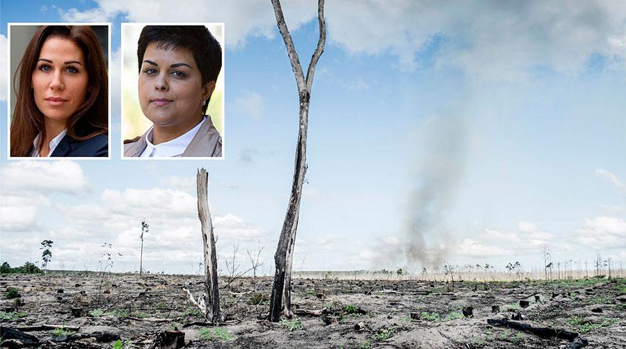 Hela 77 procent av det vi plockar ut från den svenska skogen blir till produkter som brinner upp. Alltså är inte Amazonas skogspolitik något unikt, skriver Lina Burnelius och Parul Sharma från Greenpeace.