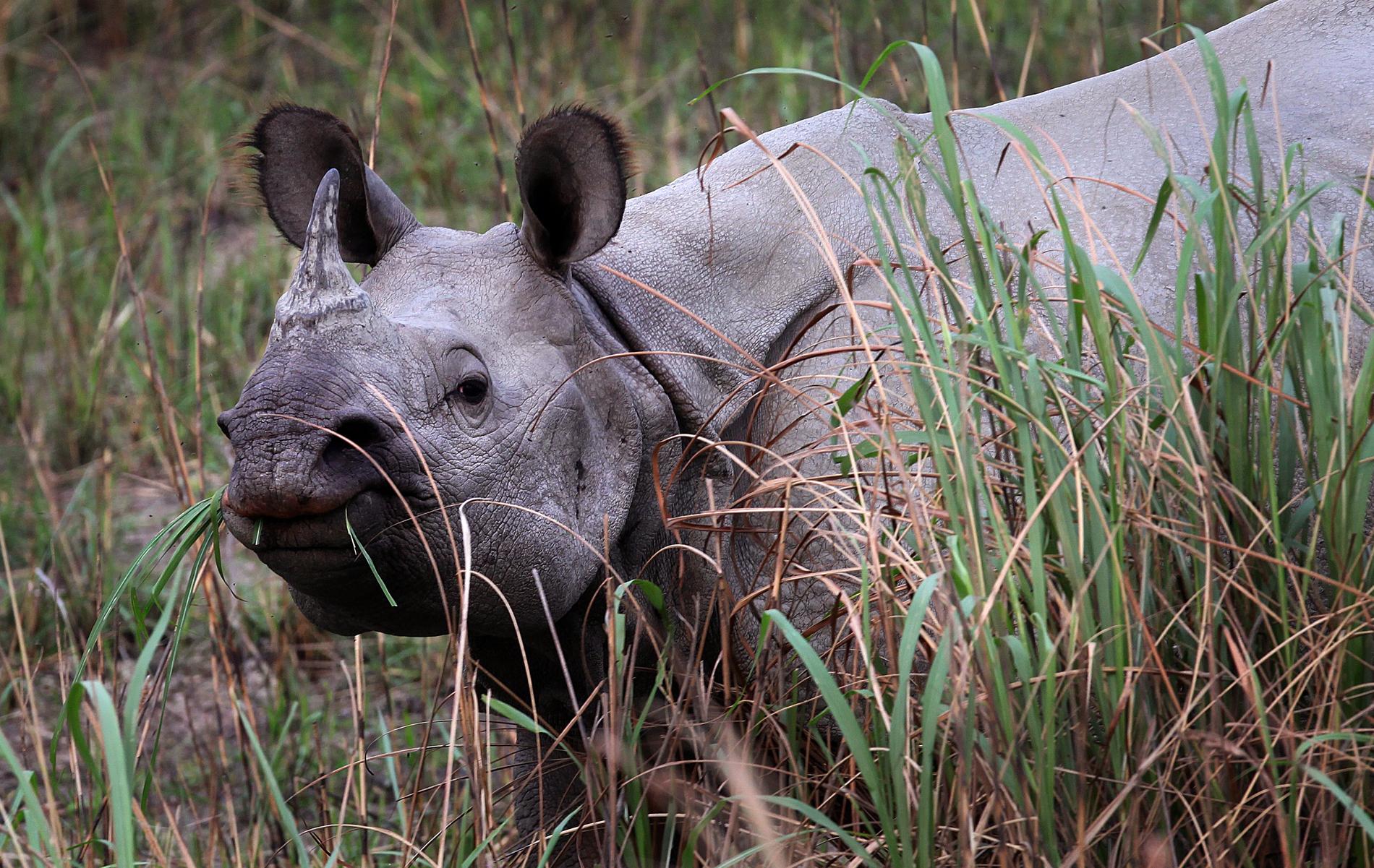 Genom hårt arbete för att skydda arten mot tjuvjägare och andra faror ökade antalet indiska noshörningar under 2022 för fjärde gången i rad. En av det gångna årets goda nyheter.