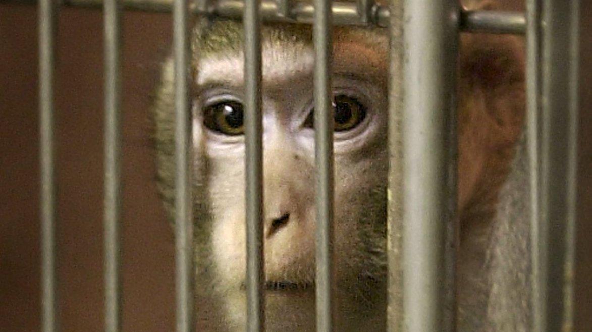 SLU vill se ett nytt djurförsökscenter för att optimera försöken. Arkivbild.