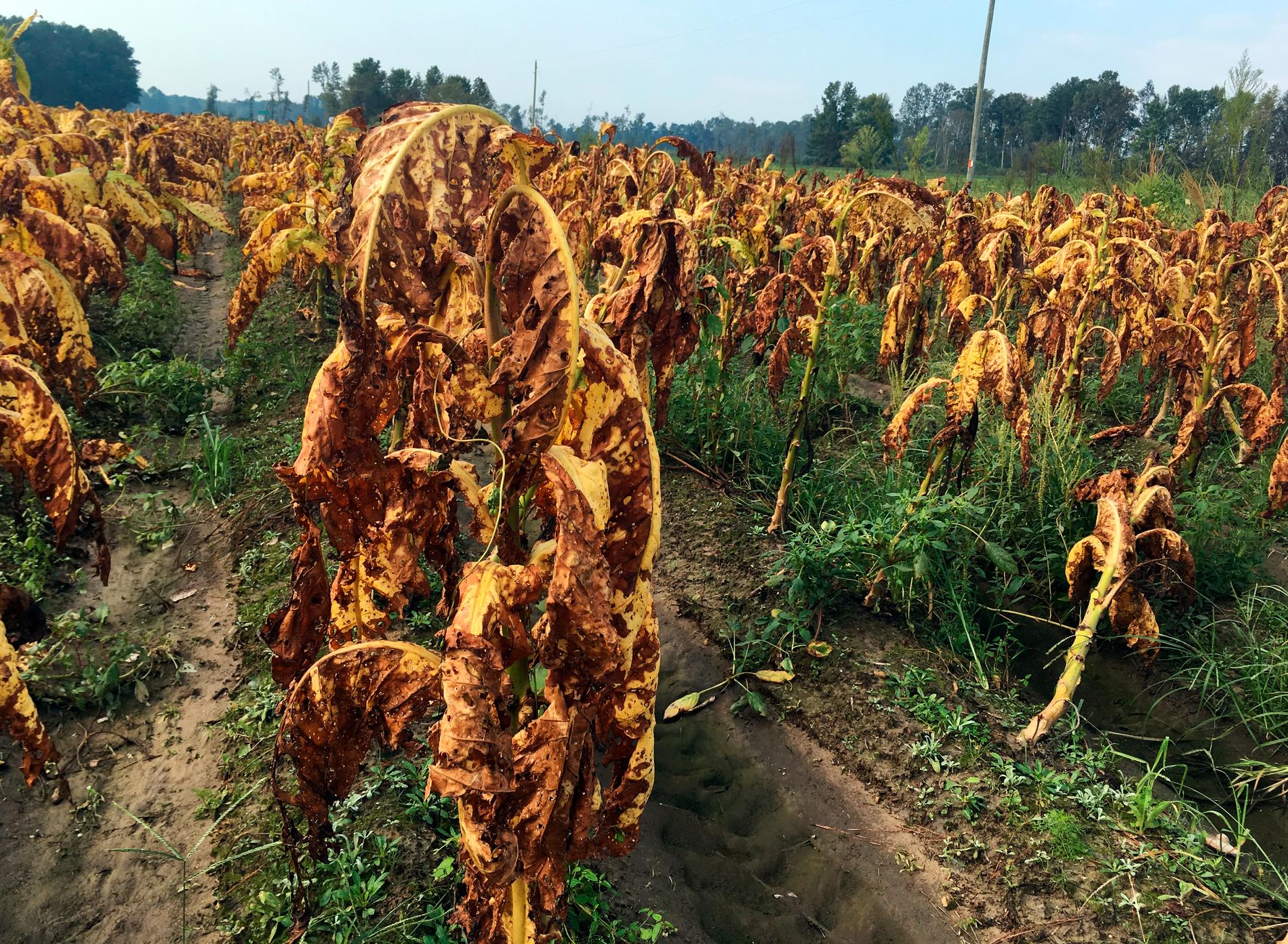 Tobaksplantor har lämnats orörda på en gård i Fremont, North Carolina. Bonden Craig West som äger gården säger till AP att plantorna är lika svåra att sälja som en bunt bruna bananer och fältet är ändå för lerigt efter regn och oväder, att de är omöjliga att skörda.