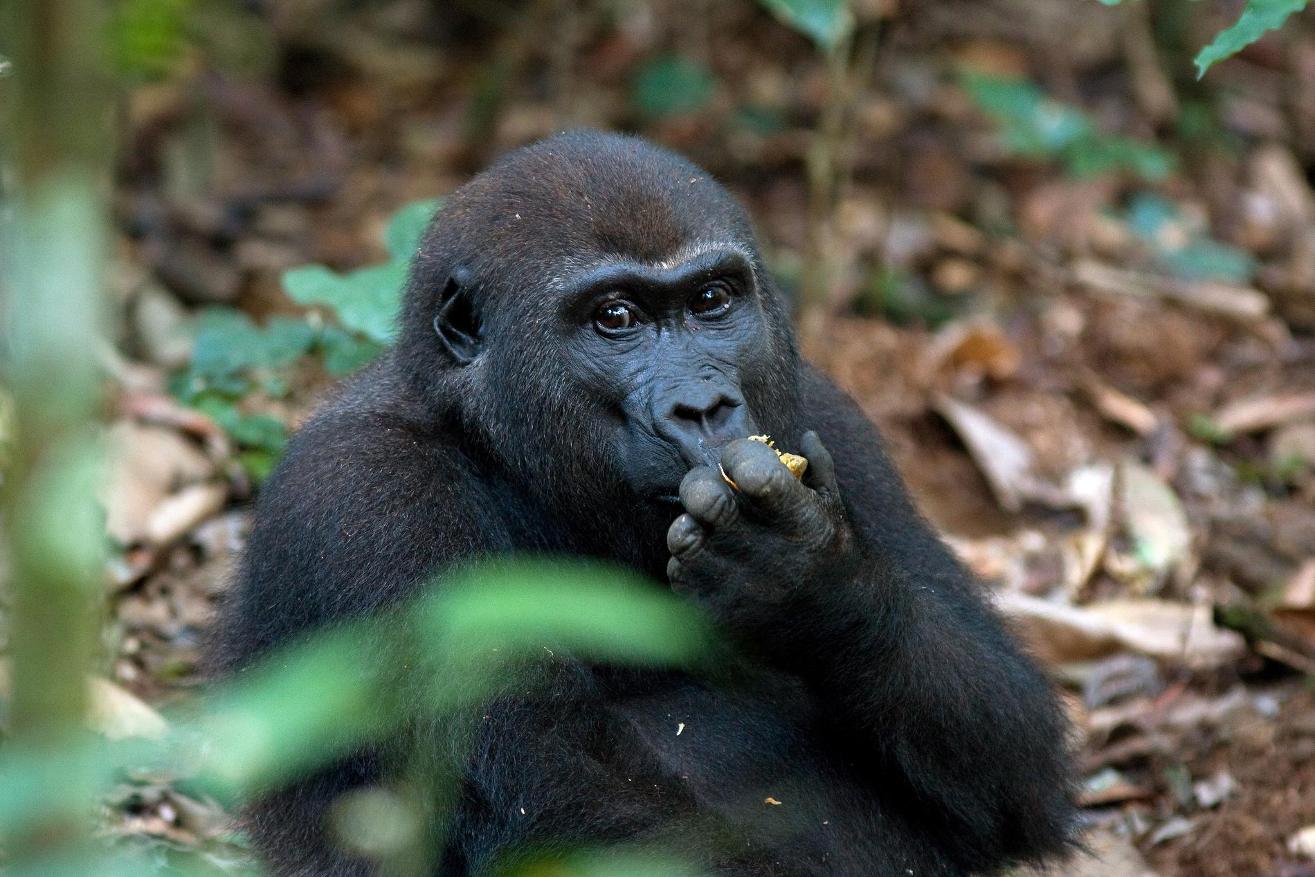 Västlig gorilla i Centralafrikanska republiken. Arten är akut hotad, liksom sin nära släkting, den östliga gorillan.