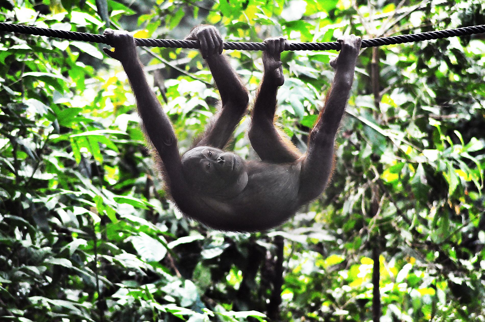 Orangutanger förirrar sig då och då in på plantagerna, där de har svårt att hitta föda. En del hamnar på rehabiliteringscentret i Sepilok. Arkivbild.
