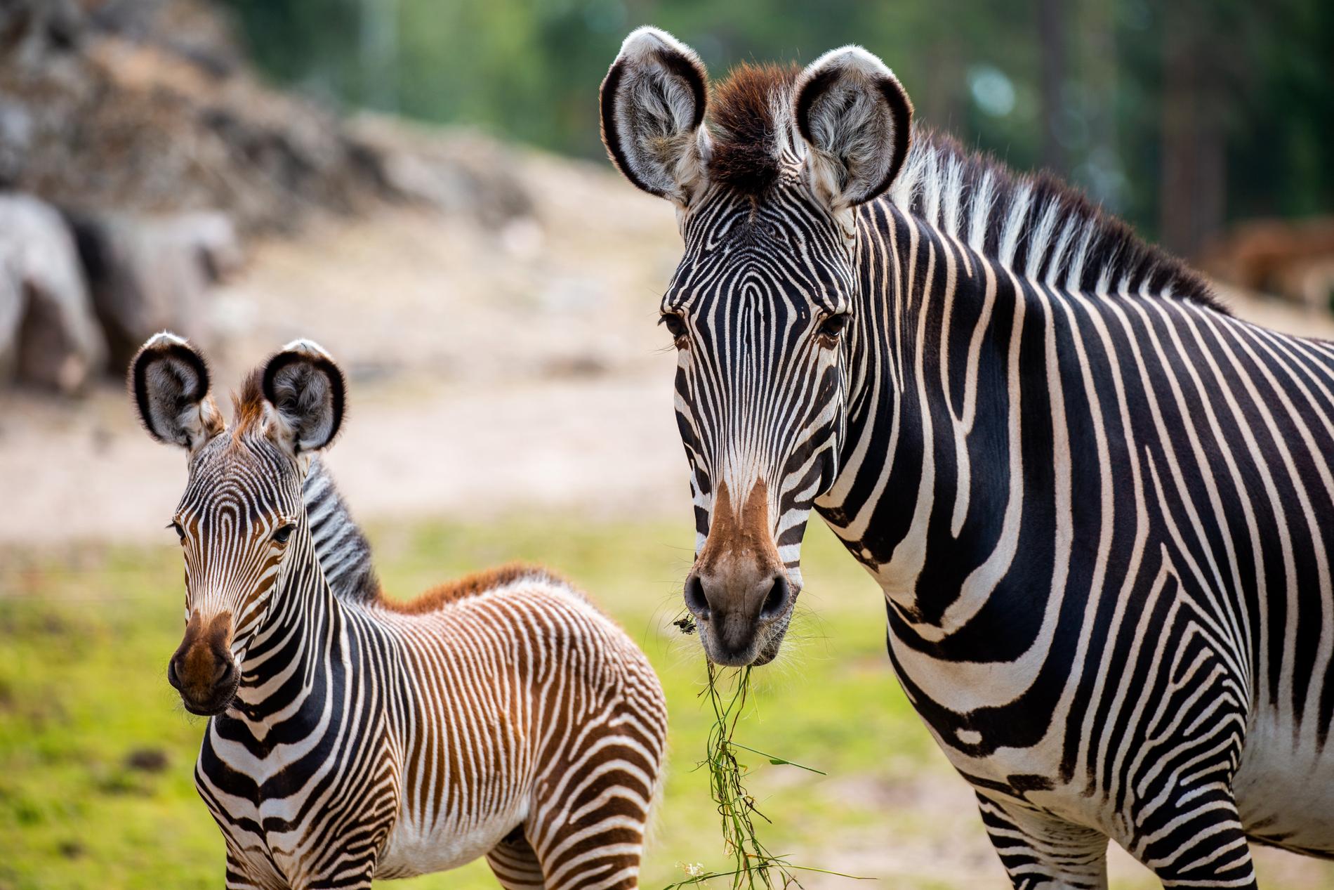 Zebrafölet Lesotho föddes den 27 juni i Kolmårdens djurpark av stoet Lucky. Zebrorna är av den utrotningshotade arten grevyzebra.