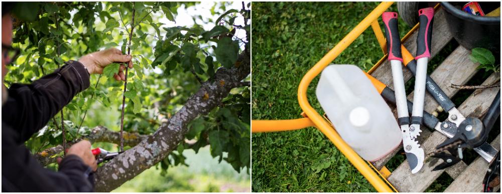 Börja klippa vattenskotten på fruktträden.