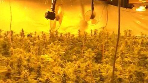 Ladugårdsbyggnaden var ombyggd till en fabrik där polisen hittade 3 459 cannabisplantor. Tillsammans med andra fynd drar man slutsatsen att de åtalade har framställt minst 400 kilo narkotika.