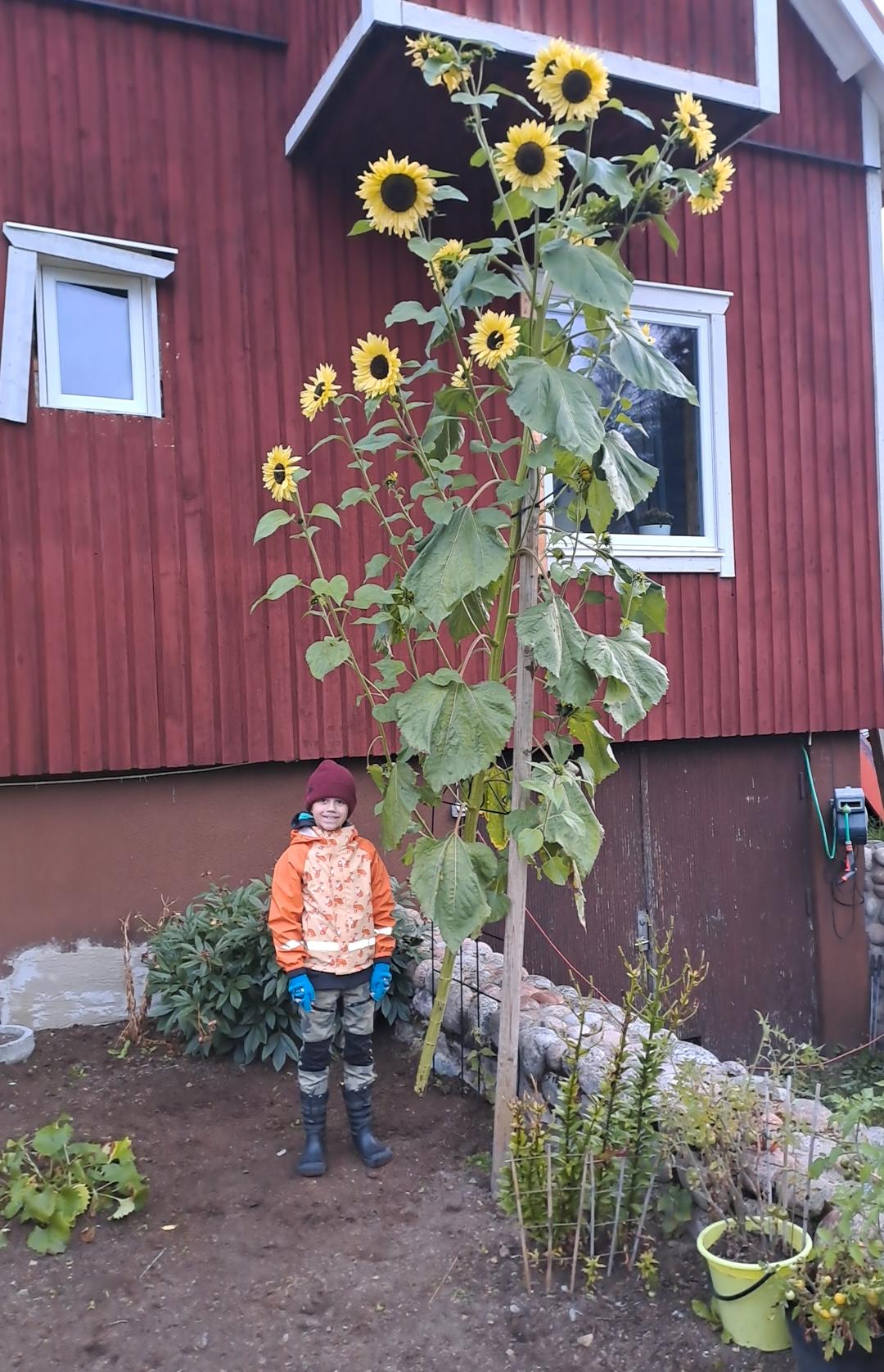 Charlie Gustafsson, 7, med sin solros.
