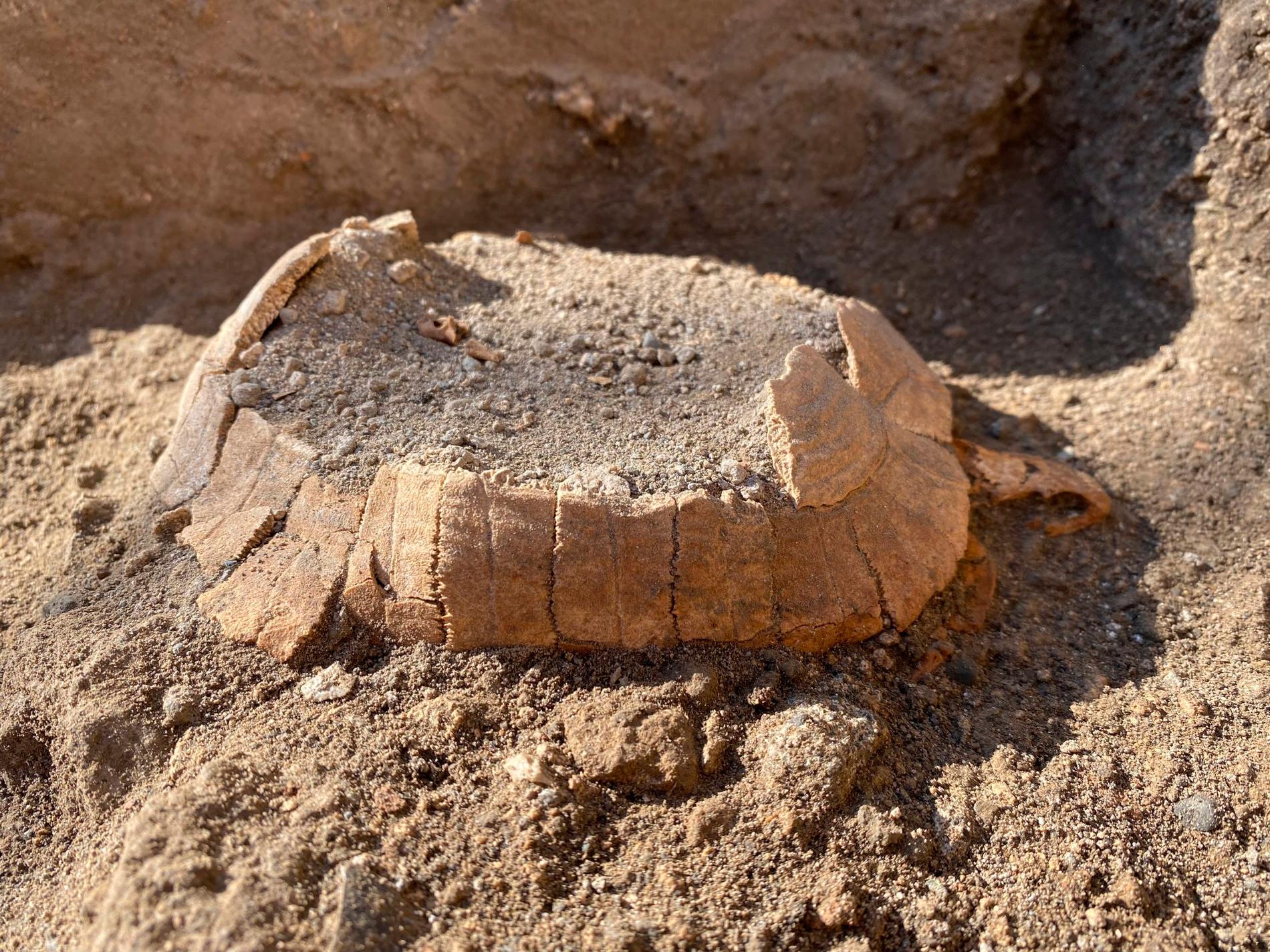 Landsköldpaddan som hittats i Pompeji.