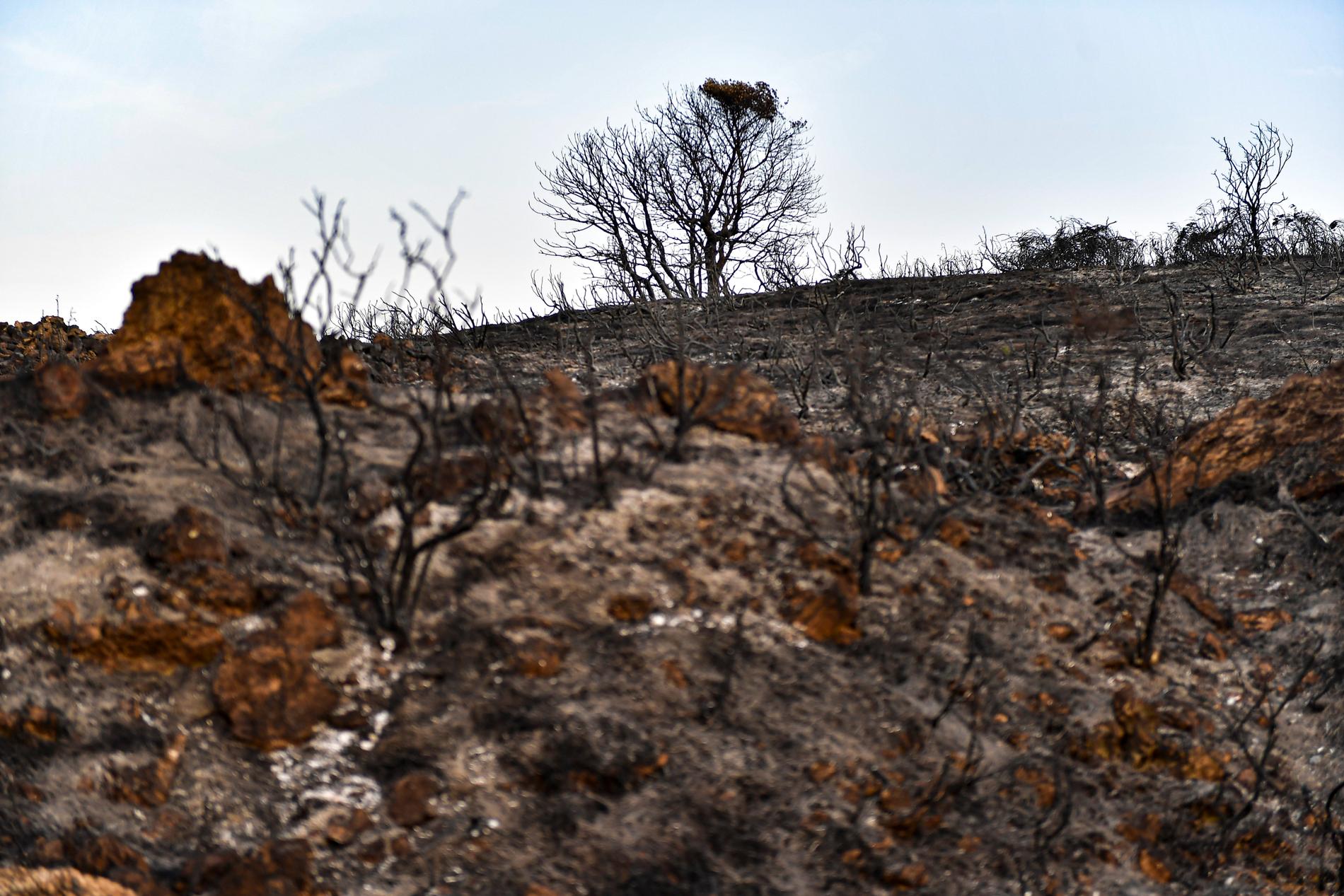 Bild tagen efter en skogsbrand i norra Spanien. 