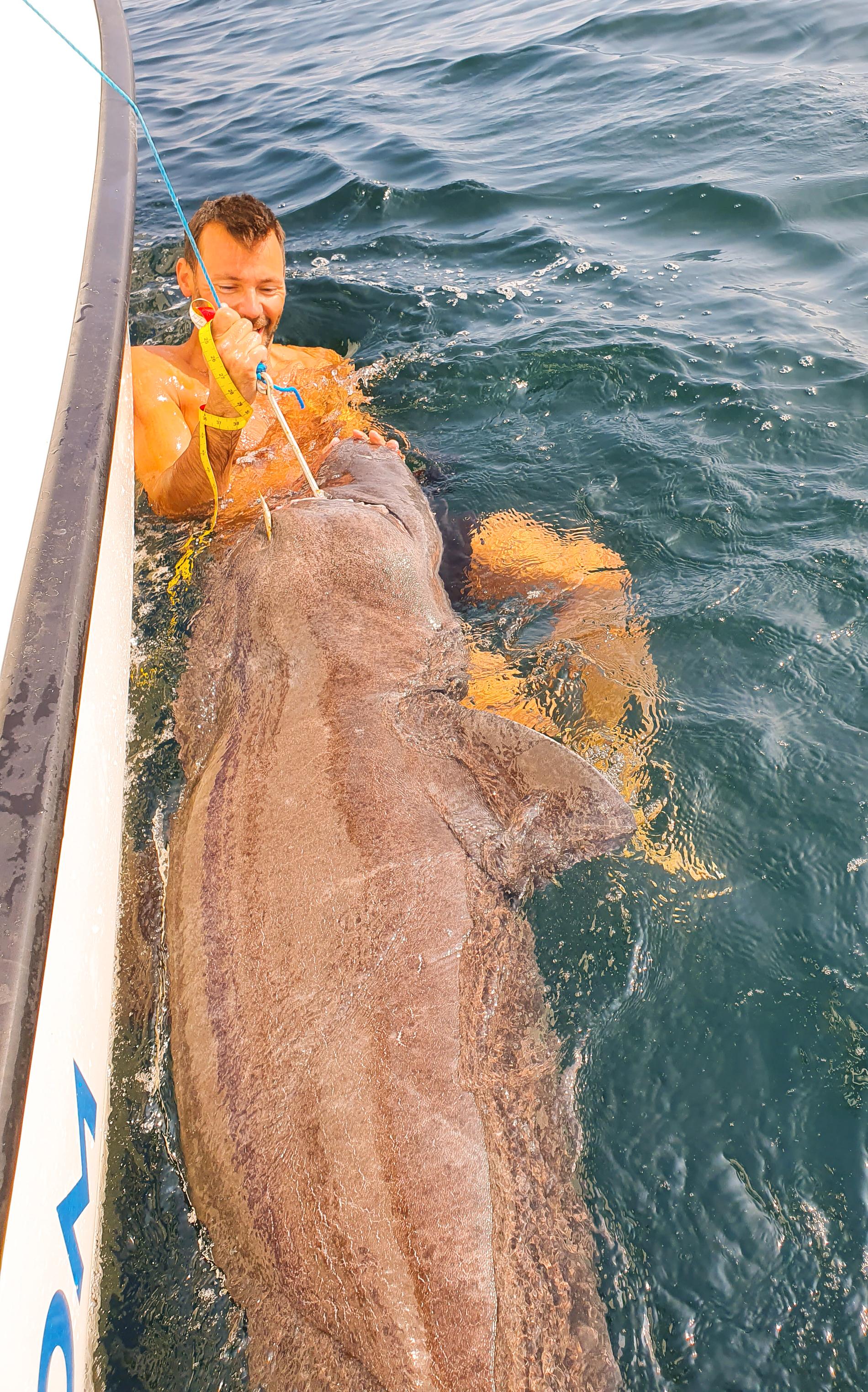 I våras fångade Leif en håkärring på 282 centimeter. Den mätte han i vattnet, sedan släpptes den fri och kunde återvända till djupet.