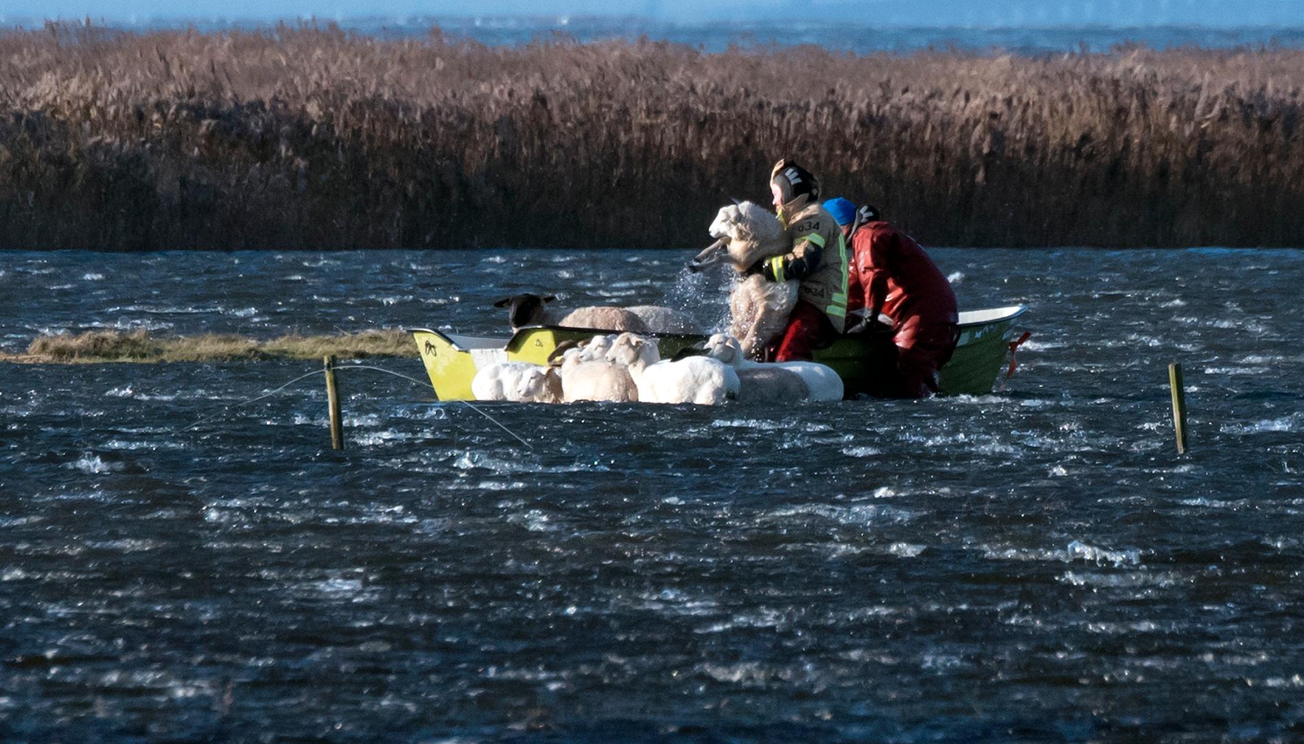 Räddningstjänsten för med hjälp av båt iland ett femtiotal får som blivit strandsatta när stormen Ingolf fick vattnet att stiga där de betade norr om Höllviken på söndagen.