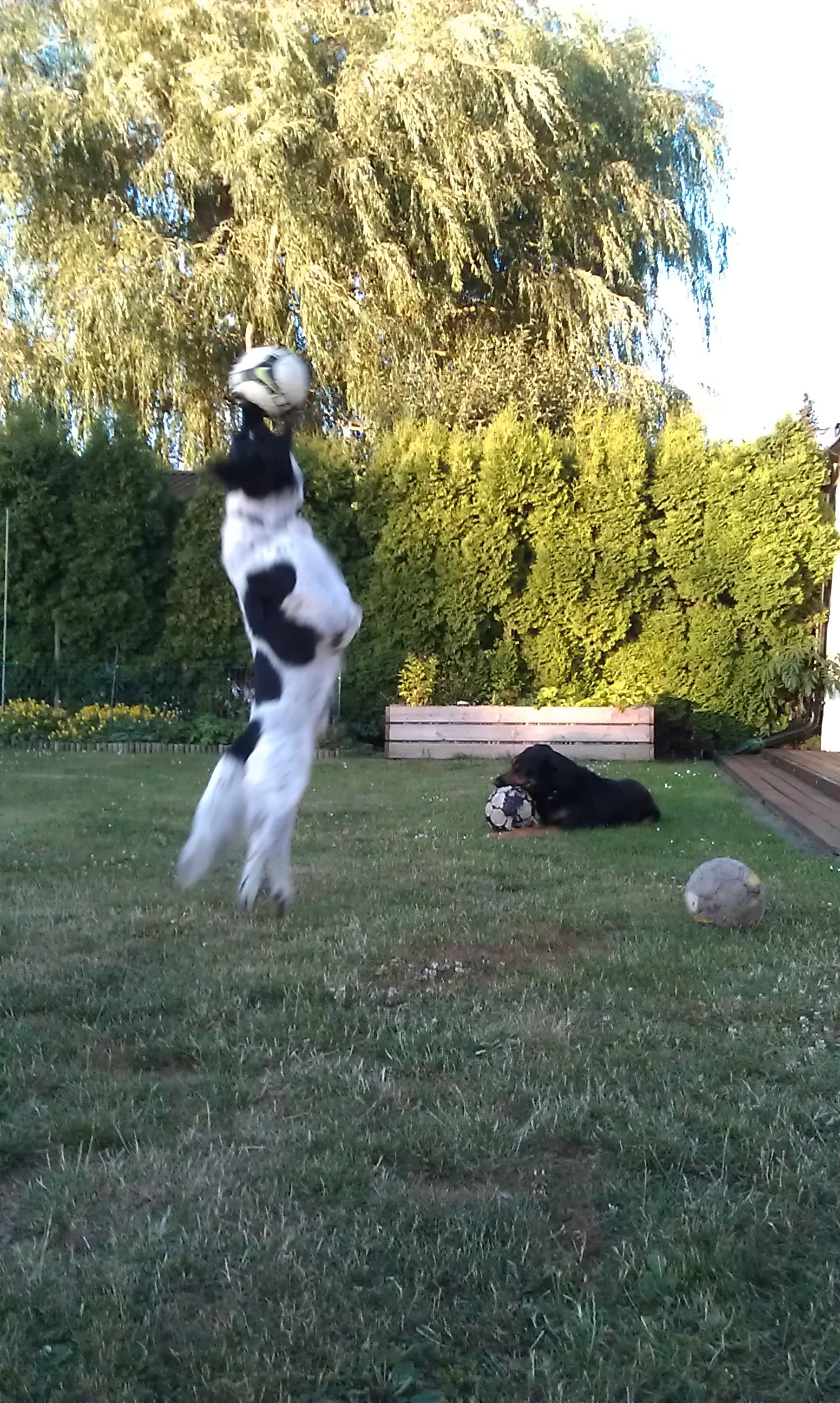 Zorro älskar att spela fotboll i vår trädgård