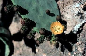 Något som är sevärt, som man verkligen får tillfälle att se, är växtriket. Hela 500 växter betraktas som unika för Kanarieöarna.
