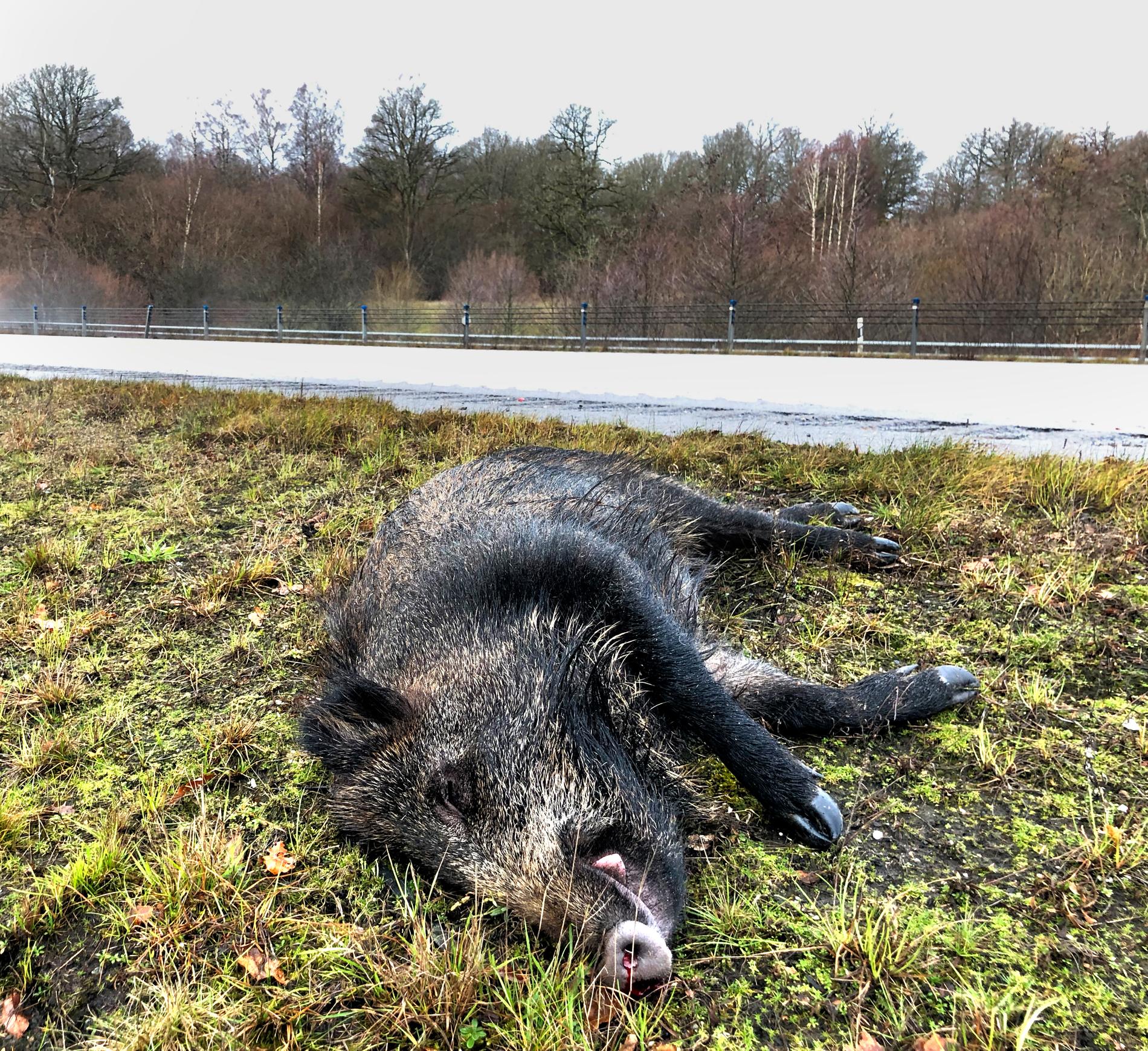 Ett vildsvin som dödats i en trafikolycka i Västergötland. Arkivbild.