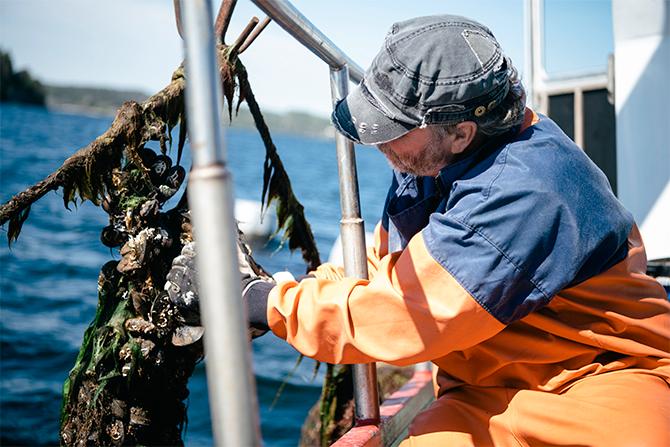 Med hjälp av en vinsch fiskar Janne Bark upp en klase musslor.
