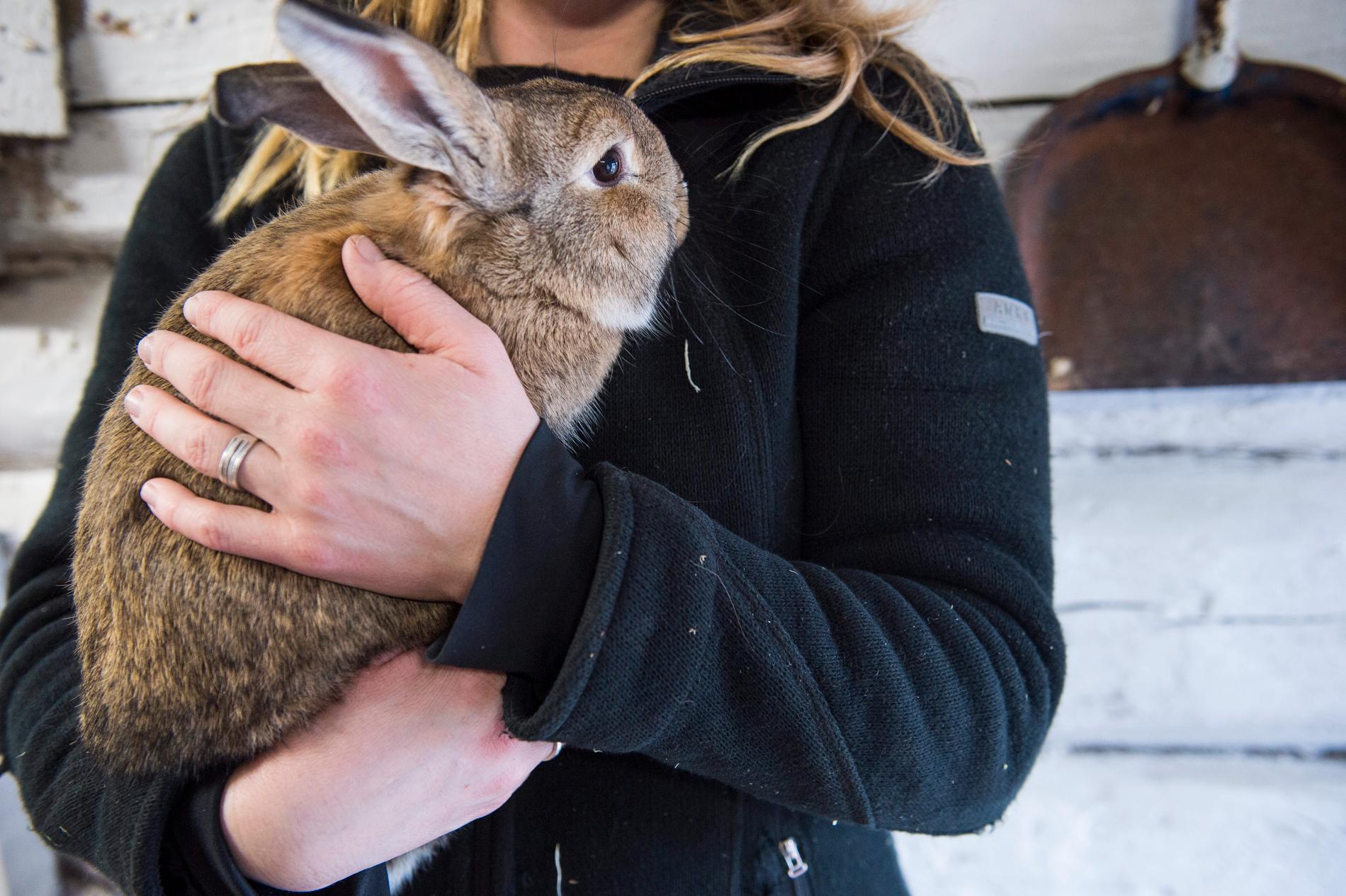En kvinna i Skåne hittade två kaniner med avklippta öron. Arkivbild.