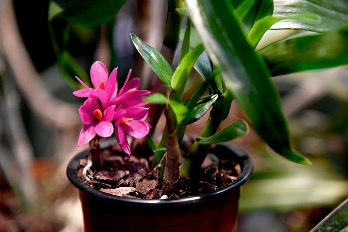 Vacker nyhet: en rosa orkidé