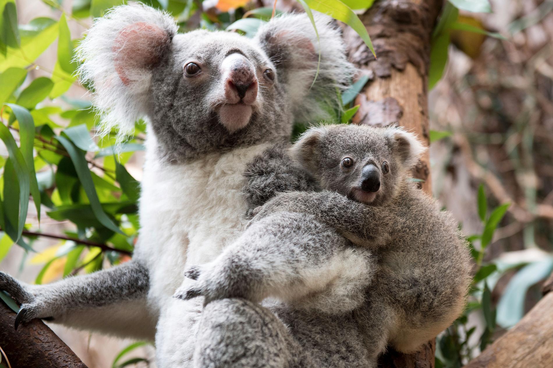 Genom att överföra avföring med an annan typ av mag- och tarmbakterier till koalor kan pungdjuren smälta en ny typ av eukalyptus och därmed äta mer varierat, enligt en studie. Arkivbild.
