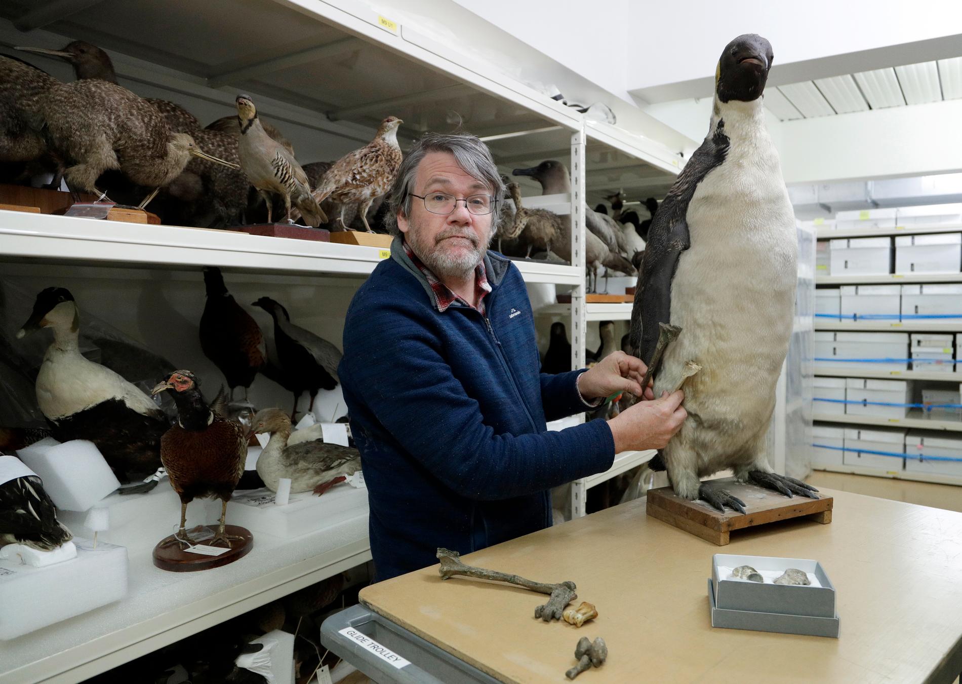 Paul Scofield, curator vid Canterburymuseet, jämför det upphittade benet med samma ben från en uppstoppad kejsarpingvin – den största i dag levande pingvinarten.