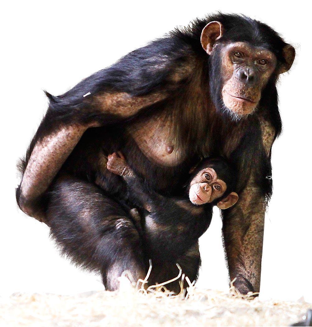 Schimpansbebisen Malte, Kolmården Gorillabröderna Enzo och Echo har länge varit favoriter i aphuset men i sommar får de konkurrens av en liten schimpanskrabat. Malte föddes den 4 september men är fortfarande jätteliten och klamrar sig fast på mamma Majas mage.