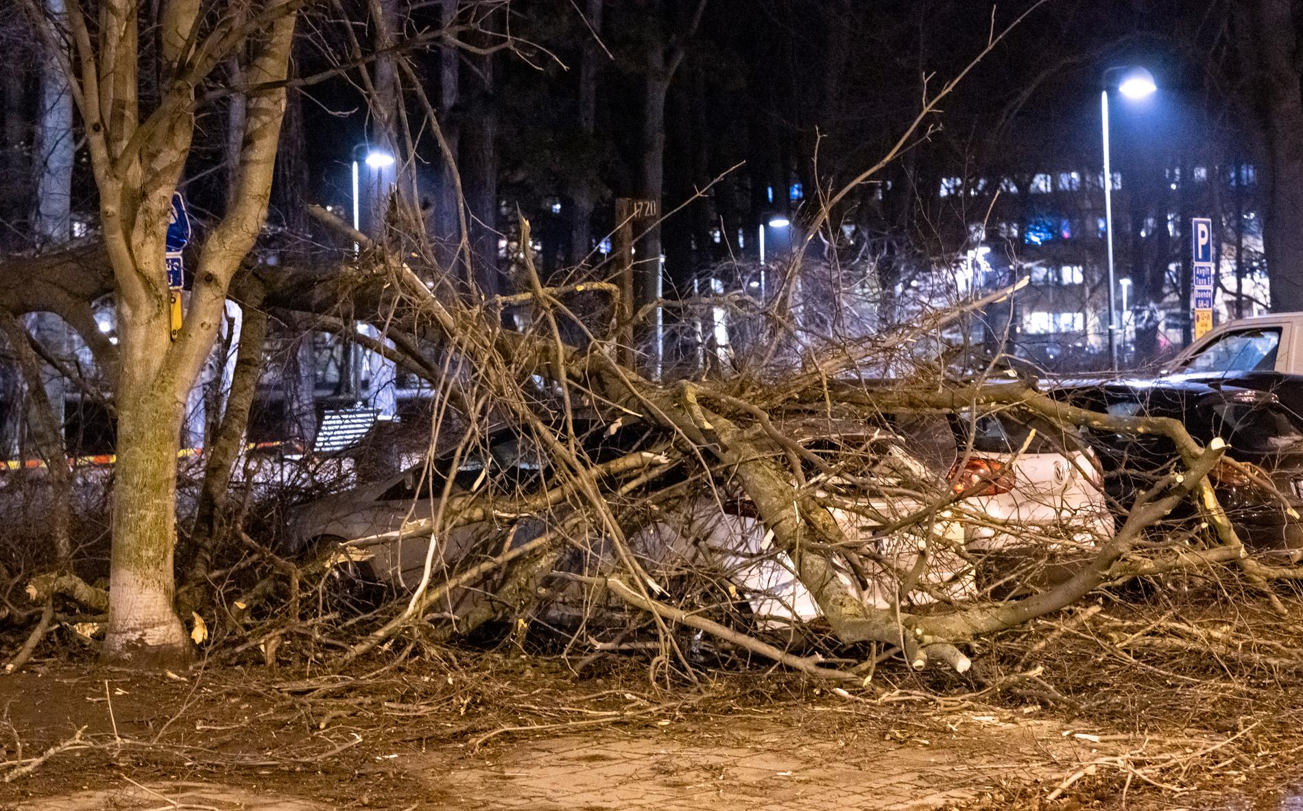 Flera träd har vält över bilar i centrala Malmö.