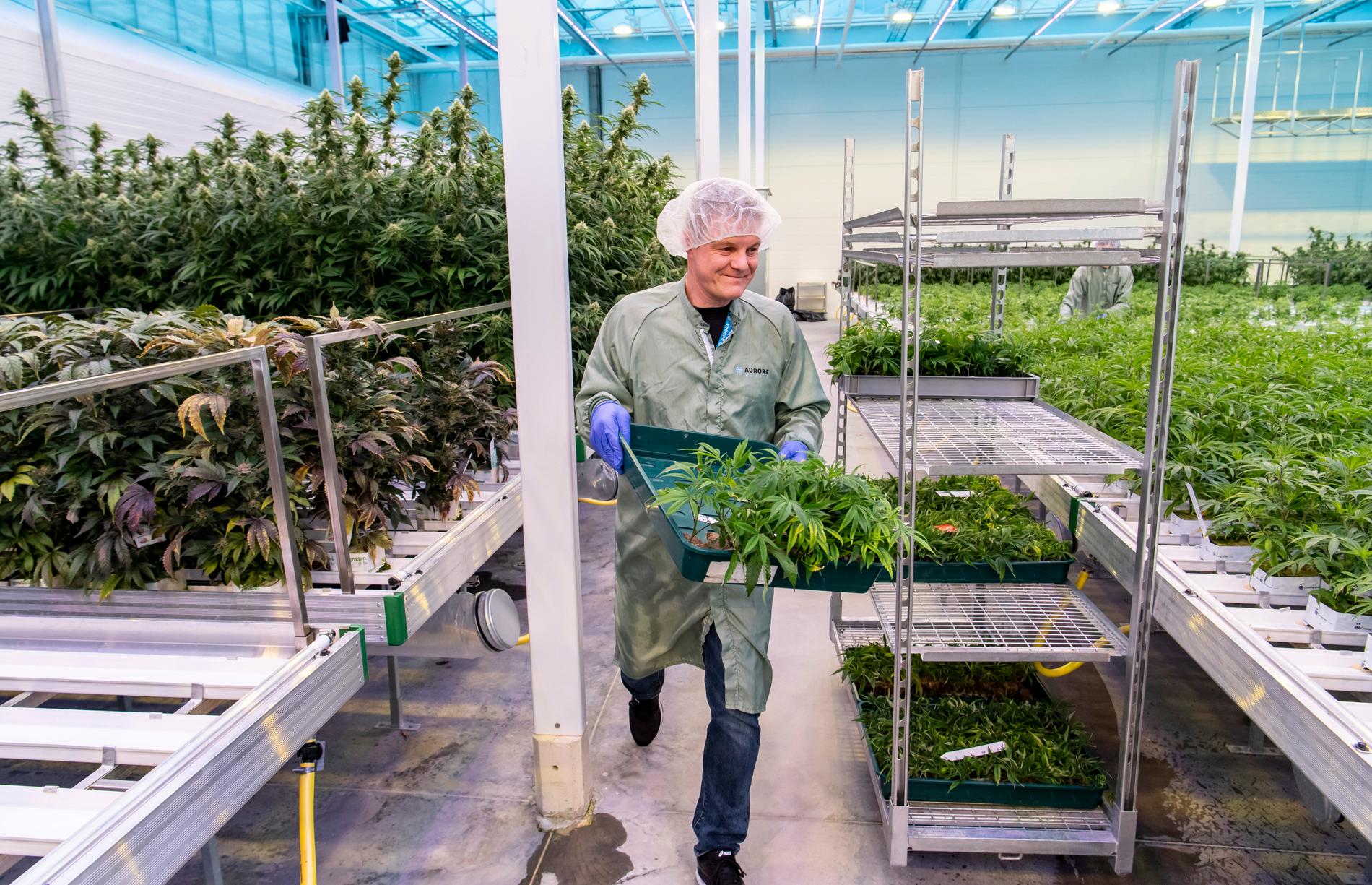 Trädgårdsmästare Ulrich Hansen har tidigare jobbat med krukväxt- och julgransodling. Nu pysslar han om cannabisplantor på Aurora Nordic i Odense.