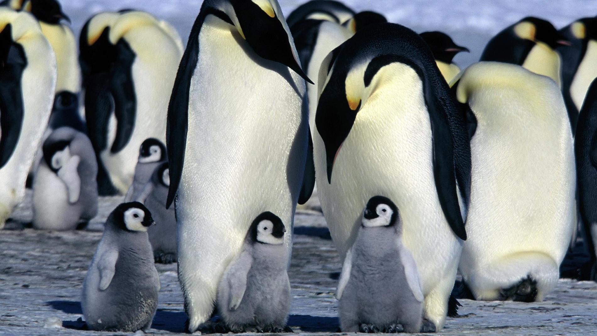 Privatjet och all tänkbar lyx i all ära – mötet med pingvinerna lär vara resans höjdpunkt.